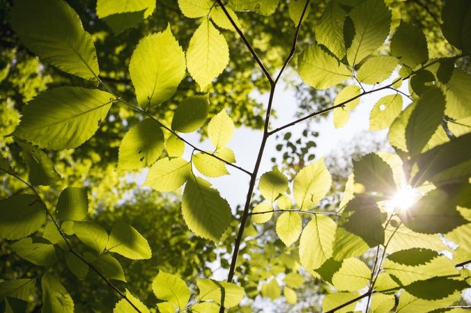 Sunlight shines through tree leaves